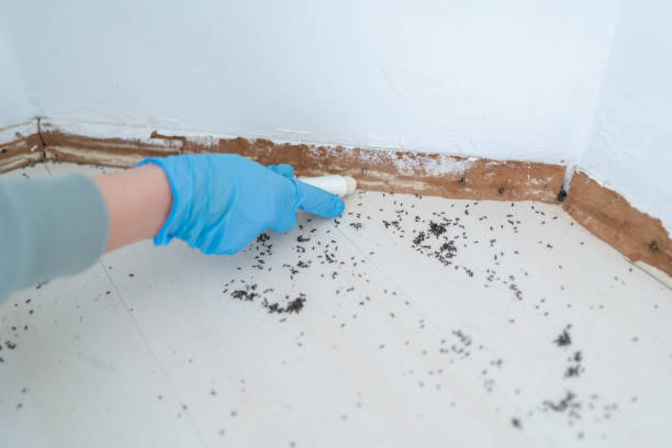 Best Termite Control Services  in Hillsborough, NJ